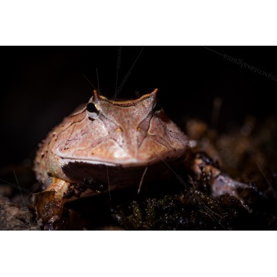 Escuerzo Cornudo - Ceratophrys Cornuta